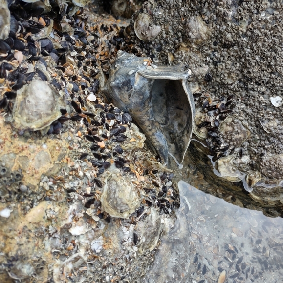 5 lb of Seashell Whelk Welk Shell Beach Shelf Display Decor Aquarium - Picture 10 of 10